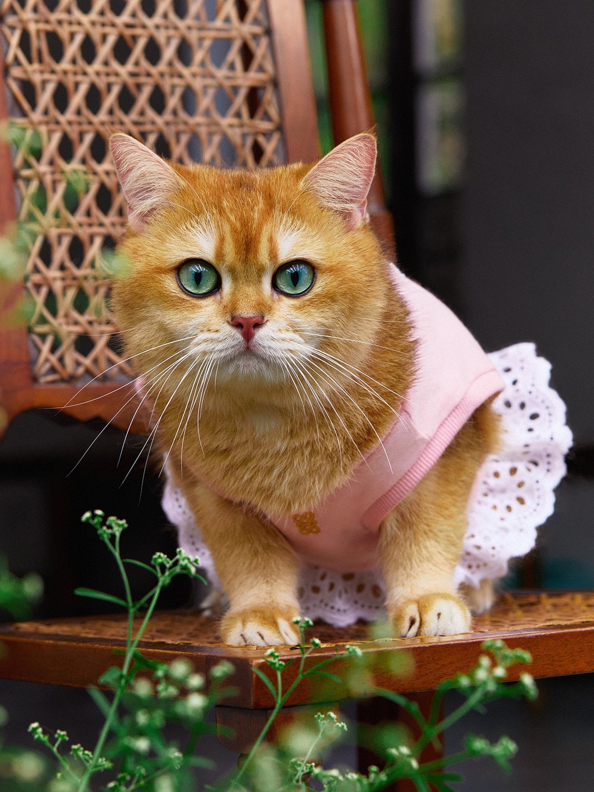 PAW-FEC PICKS
